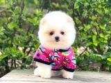 Yavru Pomeranian