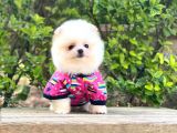 Yavru Pomeranian
