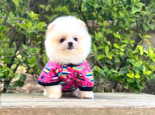 Yavru Pomeranian görsel
