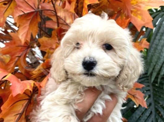 Güzel Maltipoo Yavrumuz :) görsel