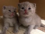 1 Erkek 1 Dişi Scottish Fold Yavrular 1 Aylık