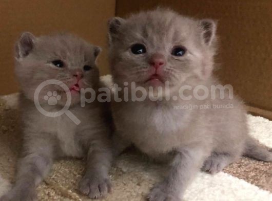 1 Erkek 1 Dişi Scottish Fold Yavrular 1 Aylık görsel
