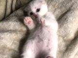 Chinchilla ve Scotty Karışımı Yavru Kedi