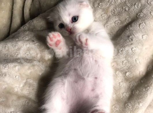 Chinchilla Ve Scotty Karışımı Yavru Kedi