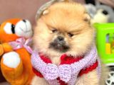 Safkan Pomeranian Boo Yavrularımız