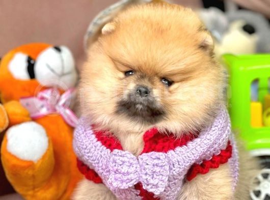 Safkan Pomeranian Boo Yavrularımız görsel