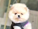 Safkan Pomeranian Boo Yavrularımız