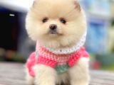 Safkan Pomeranian Boo Yavrularımız