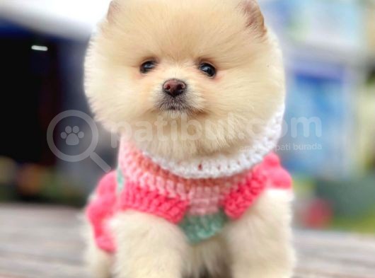 Safkan Pomeranian Boo Yavrularımız görsel