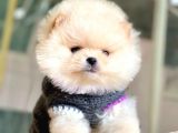 Safkan Pomeranian Boo Yavrularımız