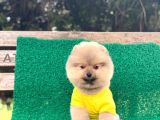 Yavru Pomeranian