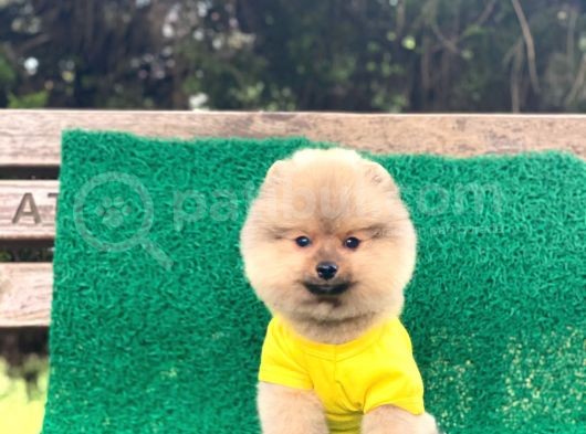 Yavru Pomeranian