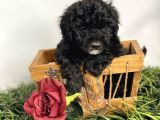 Sevimli Poodle Kardeşler :)