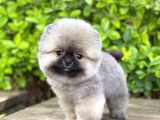 Yavru Pomeranian