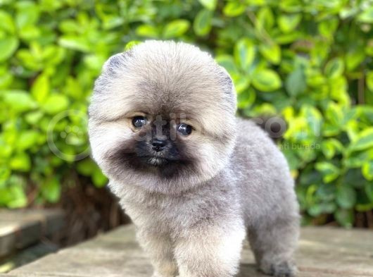 Yavru Pomeranian görsel