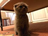 1 Erkek 1 Dişi Scottish Fold Yavrular 1 Aylık