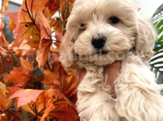 Sevimli Maltipoo Yavrumuz :) görsel
