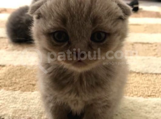 1 Erkek 1 Dişi Scottish Fold Yavrular 1 Aylık görsel