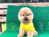 Yavru Pomeranian