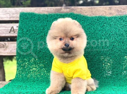 Yavru Pomeranian görsel