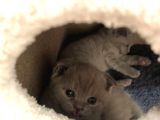 1 Erkek 1 Dişi Scottish Fold Yavrular 1 Aylık