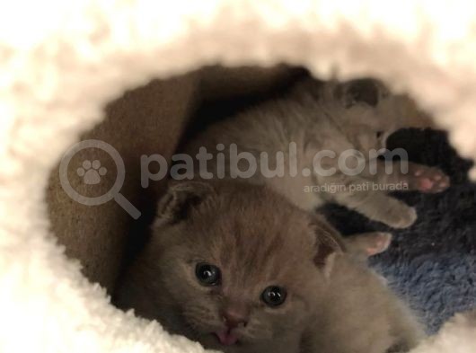 1 Erkek 1 Dişi Scottish Fold Yavrular 1 Aylık görsel