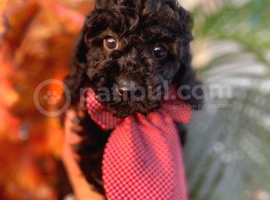Yakışıklı Poodle Yavrumuz :) görsel