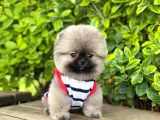 Yavru Pomeranian