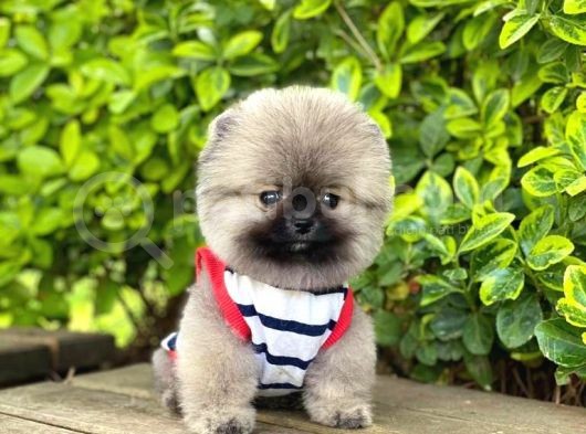 Yavru Pomeranian