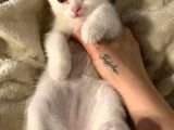 Chinchilla Ve Scotty Karışımı Yavru Kedi