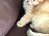 British Shorthair Golden 2.5 Aylık Yavru