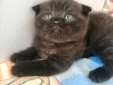 2 Aylık Scottish Fold Ve Scottish Straight Yavrular