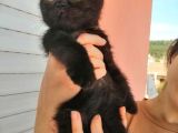 2 Aylık Scottish Fold ve Scottish Straight Yavrular