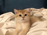 British Shorthair Golden 2.5 Aylık Yavru