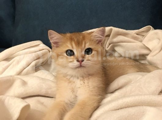 British Shorthair Golden 2.5 Aylık Yavru görsel