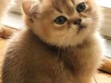 Sevimli Dost British Shorthair
