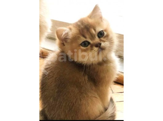 Sevimli Dost British Shorthair görsel
