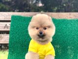 Yavru Pomeranian