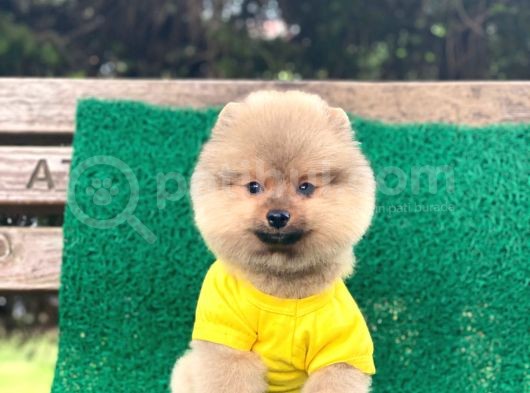 Yavru Pomeranian görsel