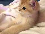 British Shorthair Golden 2.5 Aylık Yavru