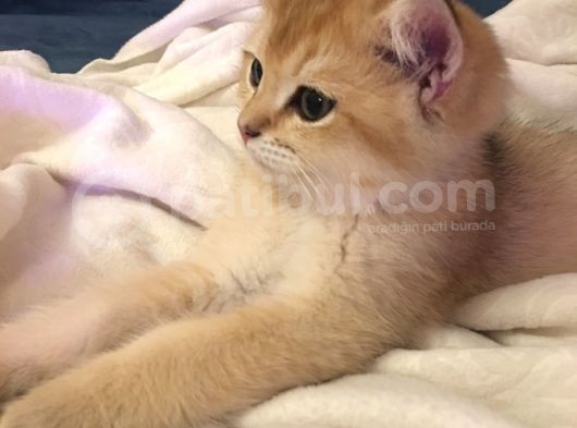 British Shorthair Golden 2.5 Aylık Yavru görsel