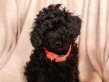 Sevimli Poodle Kardeşler :)