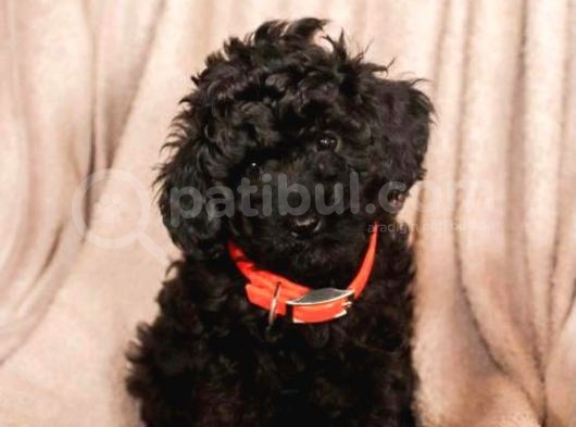 Sevimli Poodle Kardeşler :) görsel