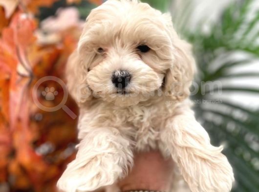 Güzel Maltipoo Yavrumuz :) görsel