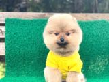 Yavru Pomeranian