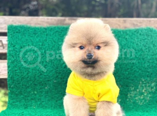 Yavru Pomeranian görsel