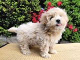 Dizayn Irk Orjinla Maltipoo Bebekler