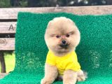 Yavru Pomeranian