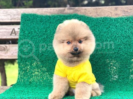 Yavru Pomeranian görsel