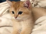 British Shorthair Golden 2.5 Aylık Yavru